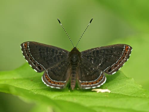 Barnes' Metalmark