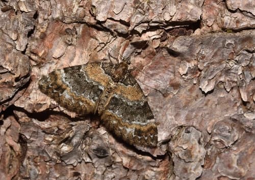 Barred Carpet