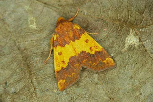 Barred Sallow