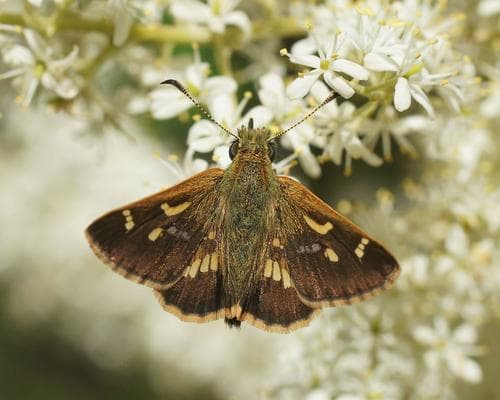 Barred Skipper