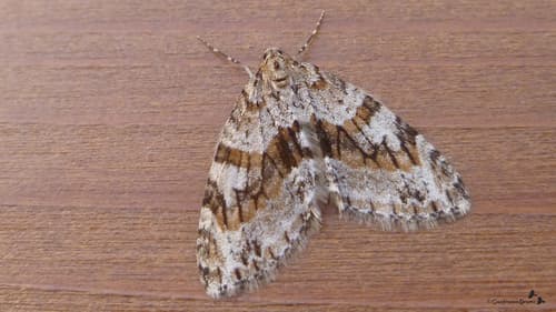 Barred Tooth-striped