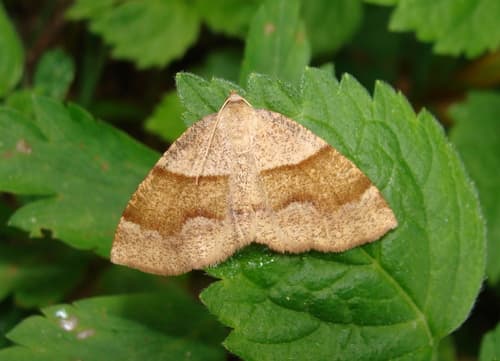 Barred Umber