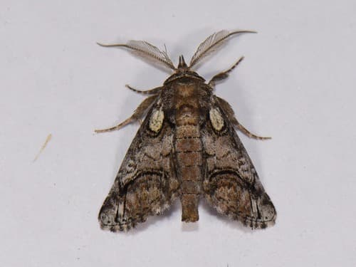 Barrens Paectes Moth