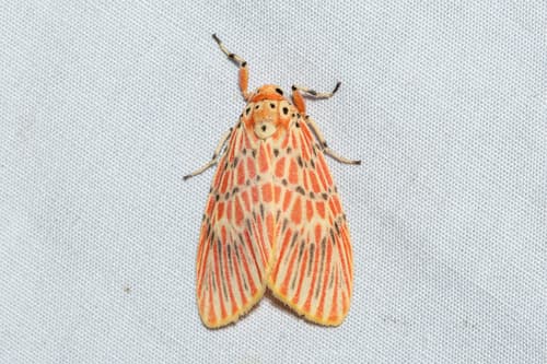 Oriental Barsine Moth