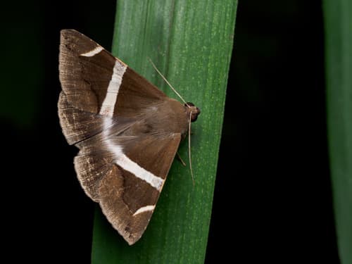 Bastilla arctotaenia