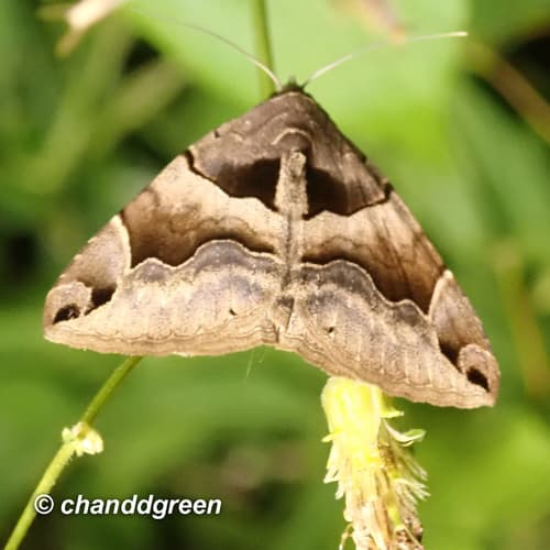 No widely accepted common name