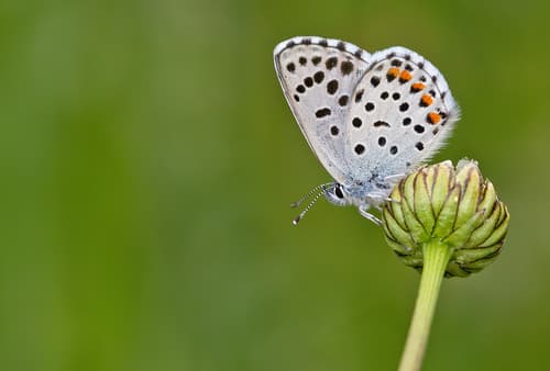 Baton Blue