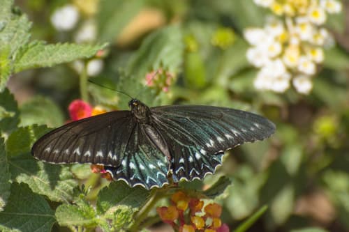Polystictus Swallowtail