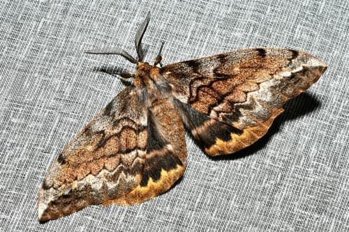 Batwing Moth