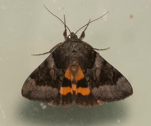 Bay Underwing