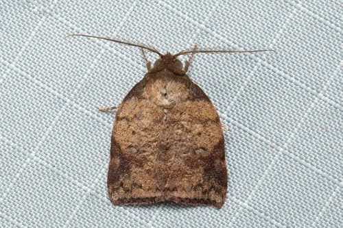 Beara tortriciformis