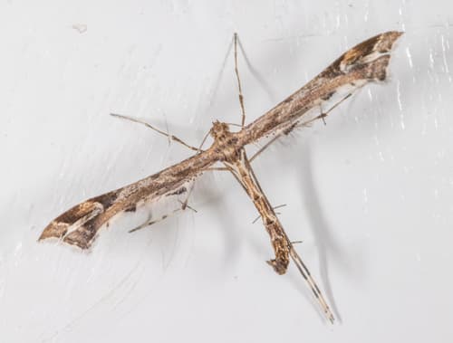 Beautiful Plume Moth