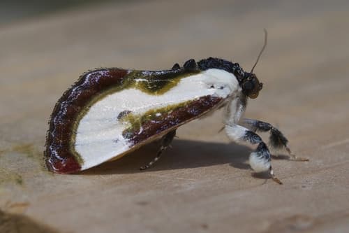 Beautiful Wood-nymph