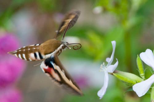 Bedstraw Hawkmoth