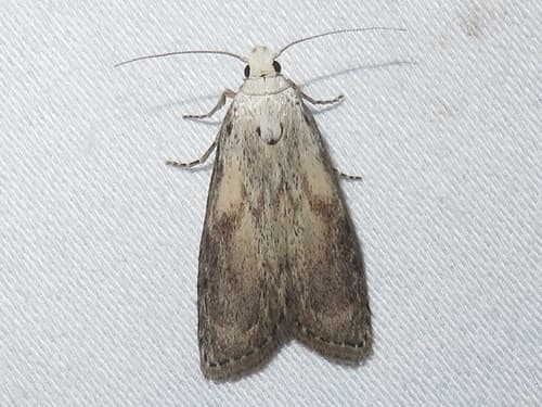 Bee Moth