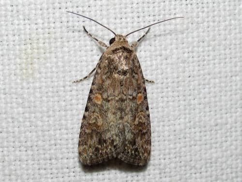 Beet Armyworm Moth