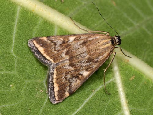 Beet Webworm Moth