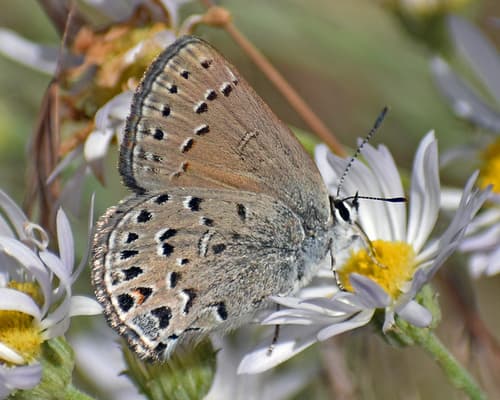 Behr's Hairstreak