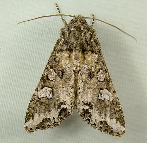 Bertha Armyworm Moth