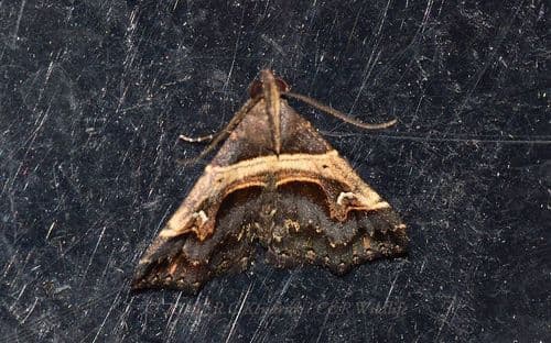 Bertula abjudicalis