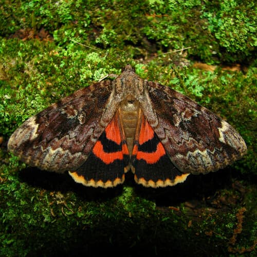 Betrothed Underwing