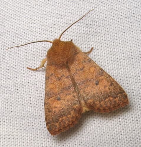 Bicolored Sallow