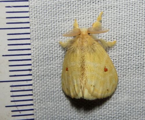 Bicoloured Euproctis