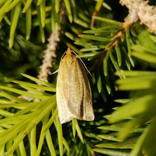Bilberry Tortrix