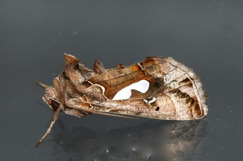 Bilobed Looper Moth