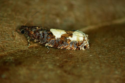 Birch Epinotia Moth