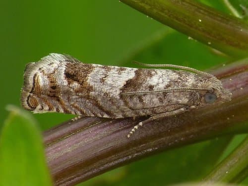 Birch Shootworm Moth