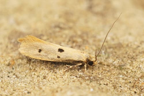 Bird's-nest Moth
