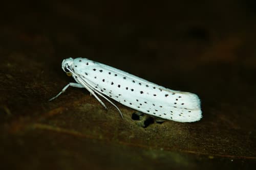 Bird-cherry Ermine