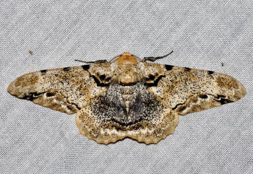 Insular Peppered Moth