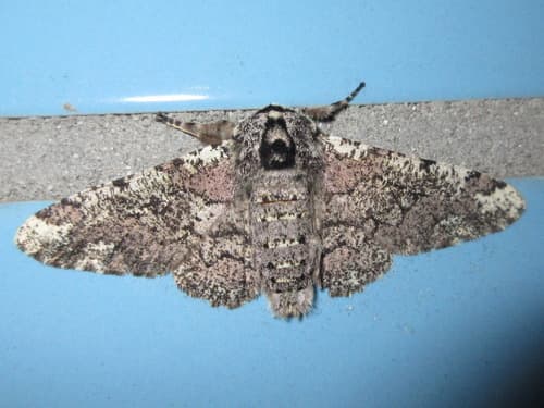 Robust Oak Moth