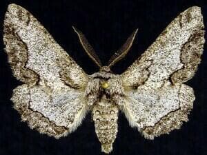 Wavy-lined Bark Moth
