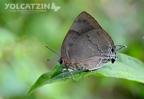 Bitias Hairstreak