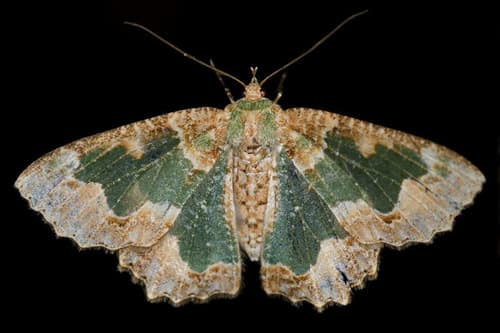 Bizarre Looper Moth