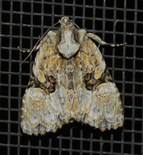 Black-banded Brocade