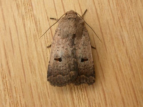 Black-bar Noctuid