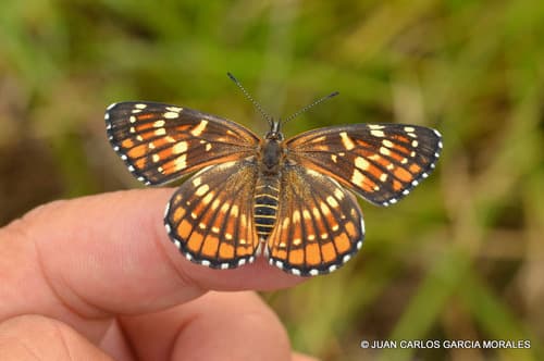 Black Checkerspot