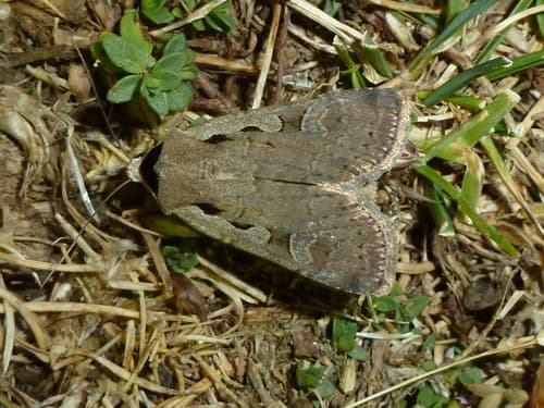 Black Collar Moth