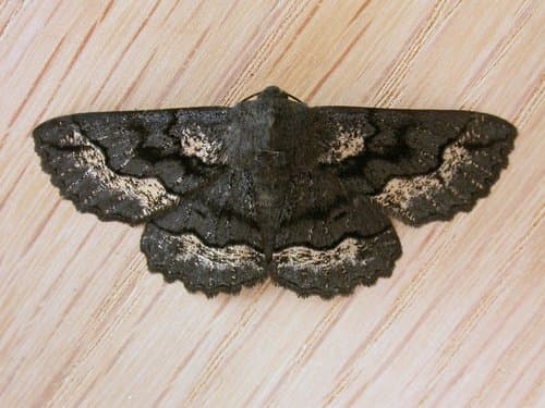 Black Geometrid
