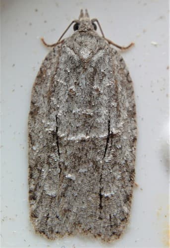 Black-lined Acleris