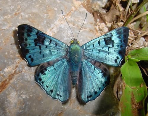 black-patch bluemark