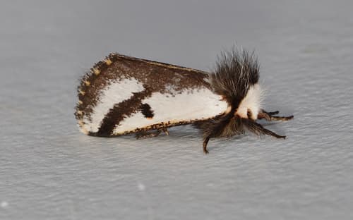Black Spot Moth
