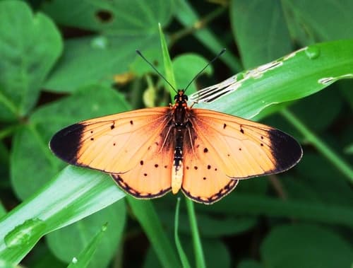 Black Tip Acraea