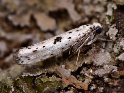 Black-tipped Ermine