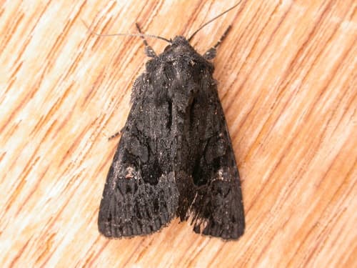 black turnip moth