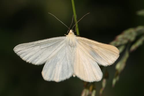 Black-veined Moth